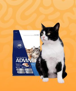 pet cat food Home Pets