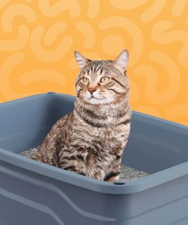 pet cat litter Home Pets