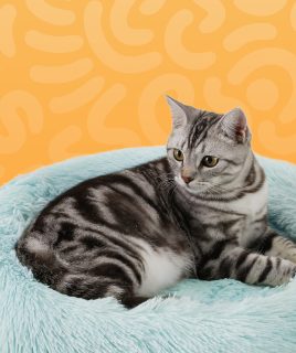 pet cat supplies Home Pets