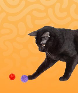 pet cat toys Home Pets