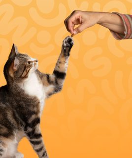 pet cat treats Home Pets