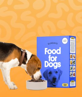 pet dog food Home Pets