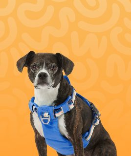 pet dog leashes Home Pets