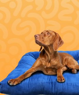 pet dog supplies Home Pets