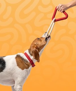 pet dog toys Home Pets