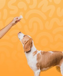 pet dog treats Home Pets