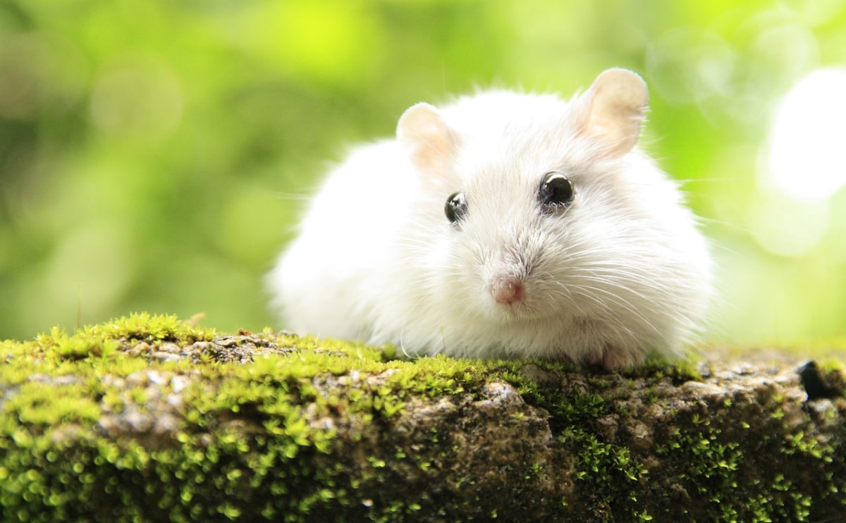 pt blog 2 opt Home Pets