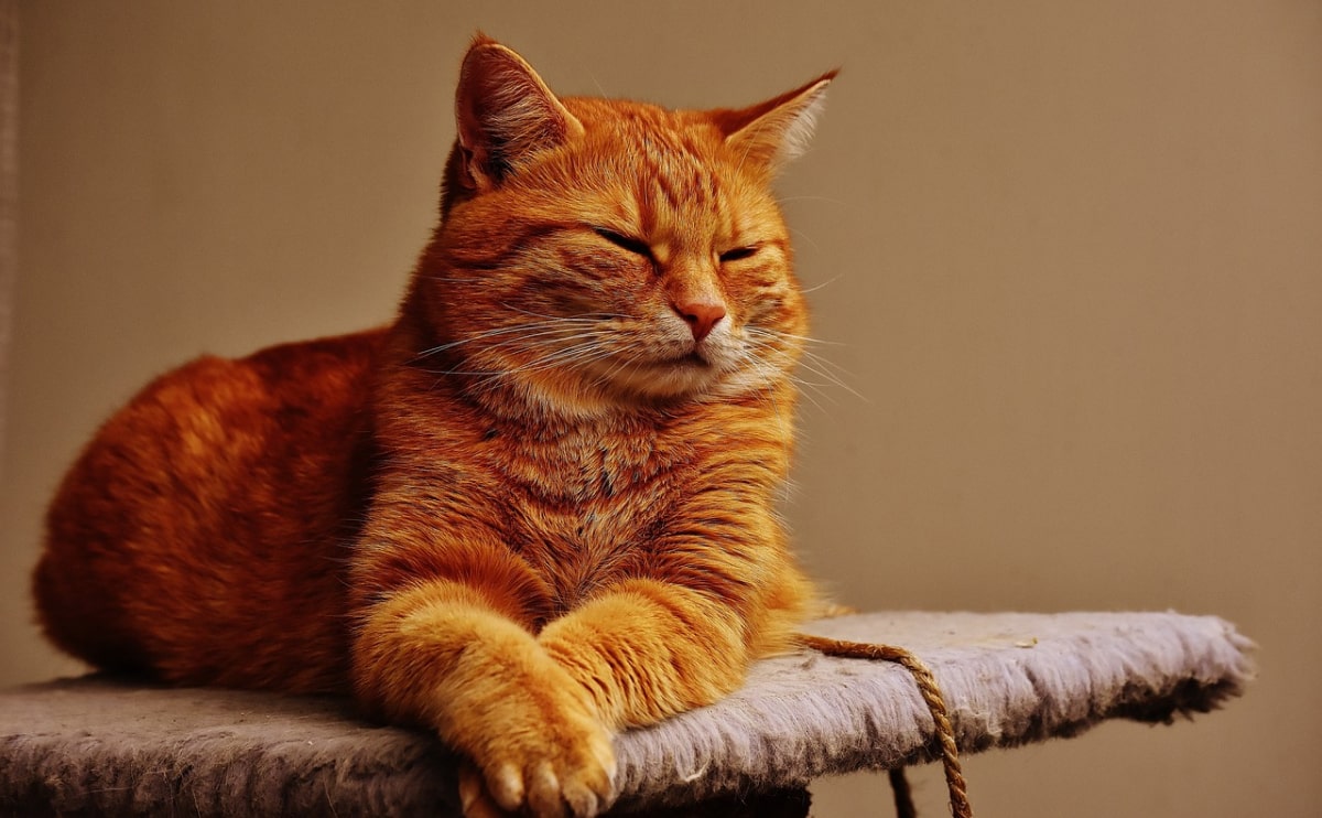 pt blog 3 opt Home Pets